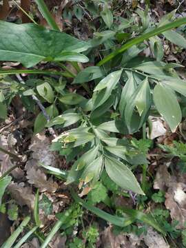 Imagem de Ruscus hypoglossum L.