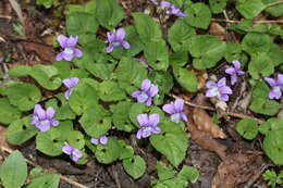 Image of Selkirk's violet