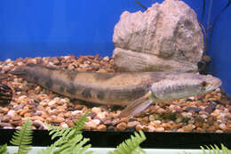 Image of Bullseye snakehead