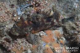 Image of Blackspot waspfish