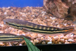 Image of Giant Snakehead