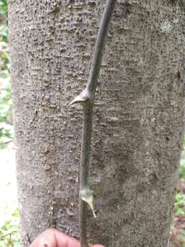 Image of Dioscorea mexicana Scheidw.