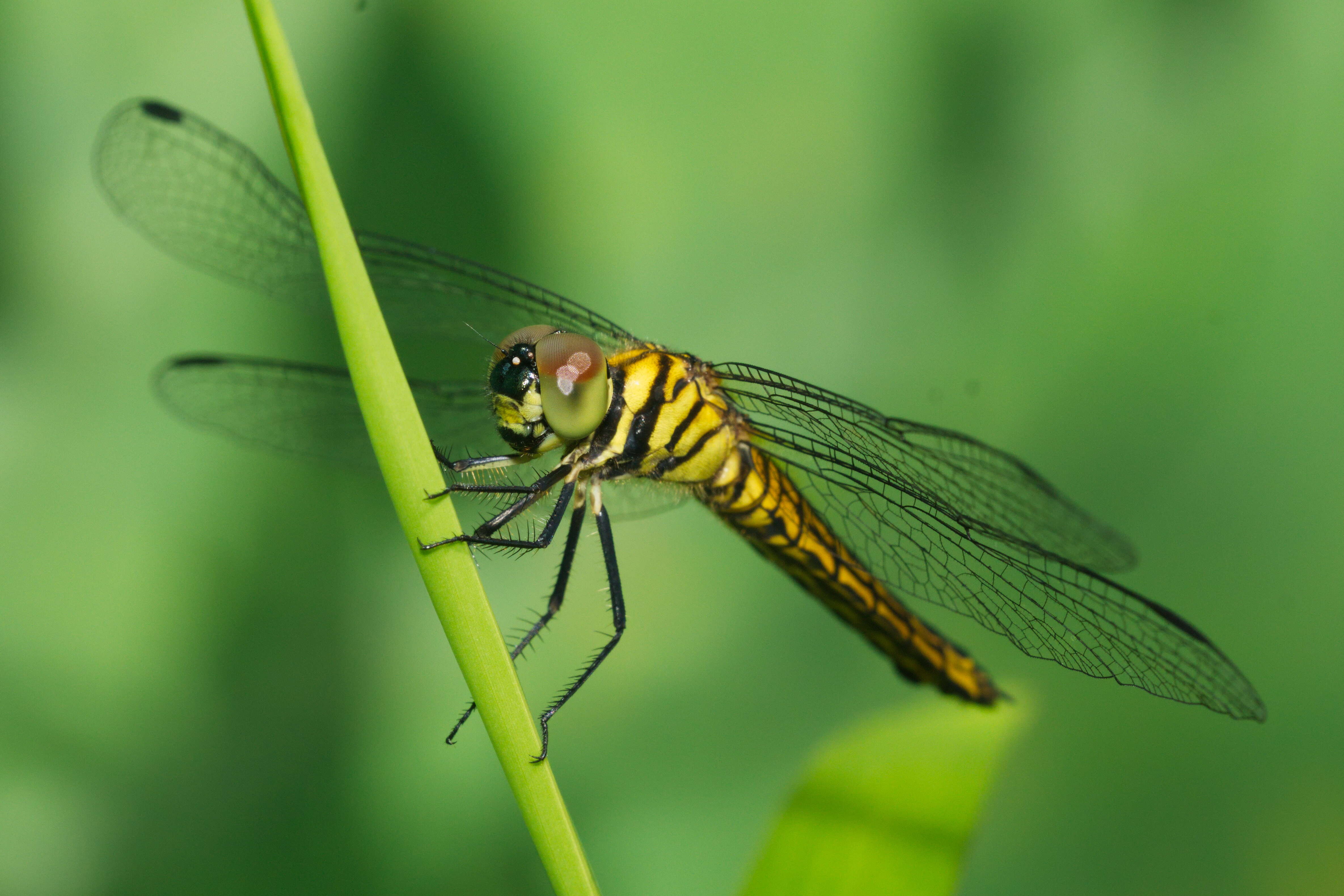 Plancia ëd Lyriothemis acigastra (Selys 1878)