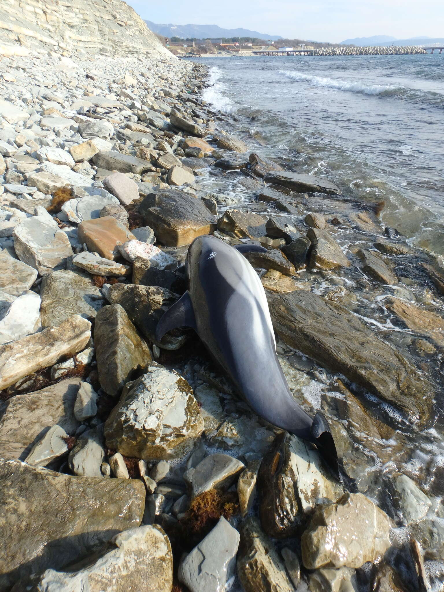 Image of Black Sea common dolphin