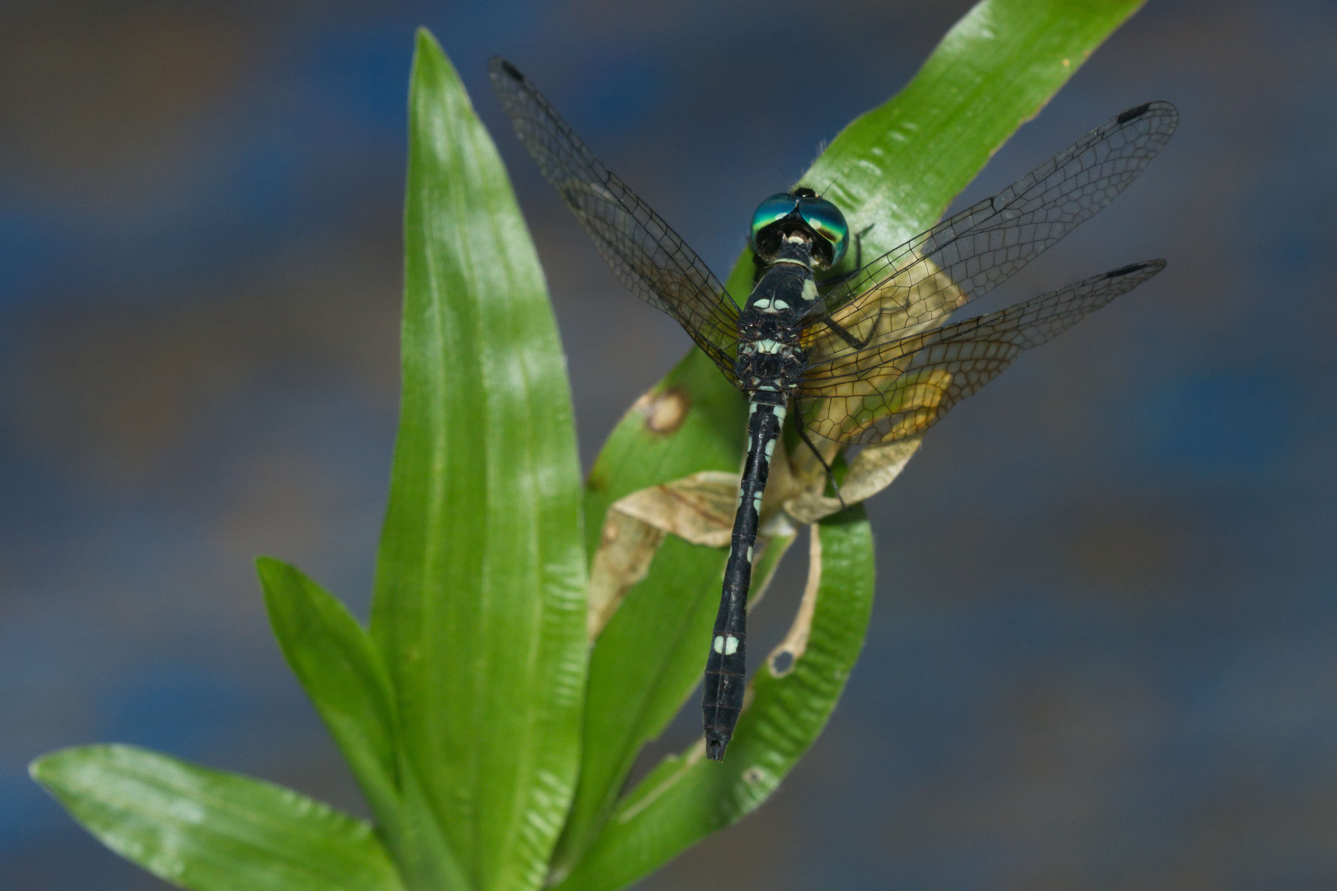 Image of Tetrathemis platyptera Selys 1878