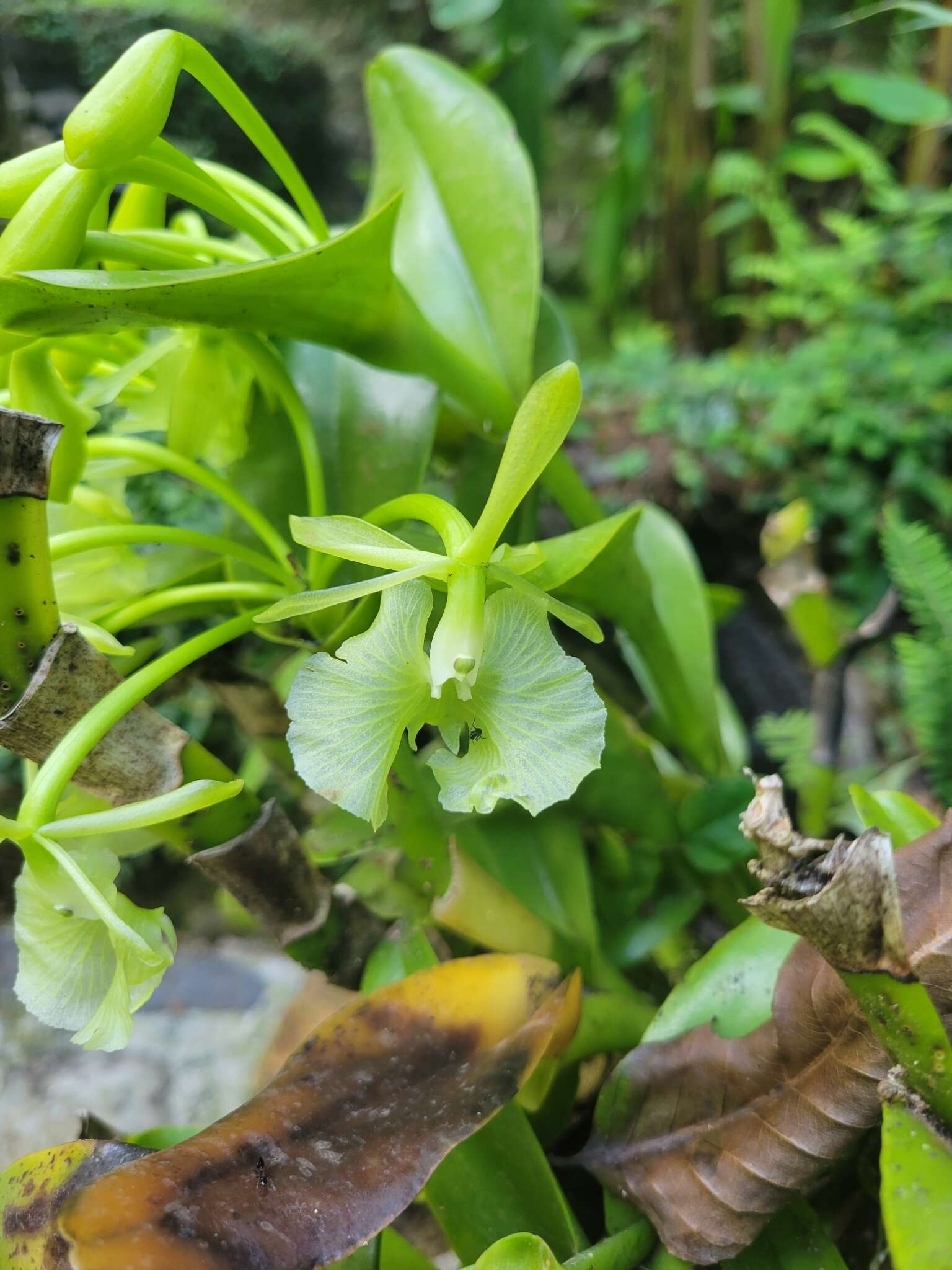 Image of Epidendrum barbeyanum Kraenzl.