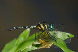 Image of Tetrathemis platyptera Selys 1878