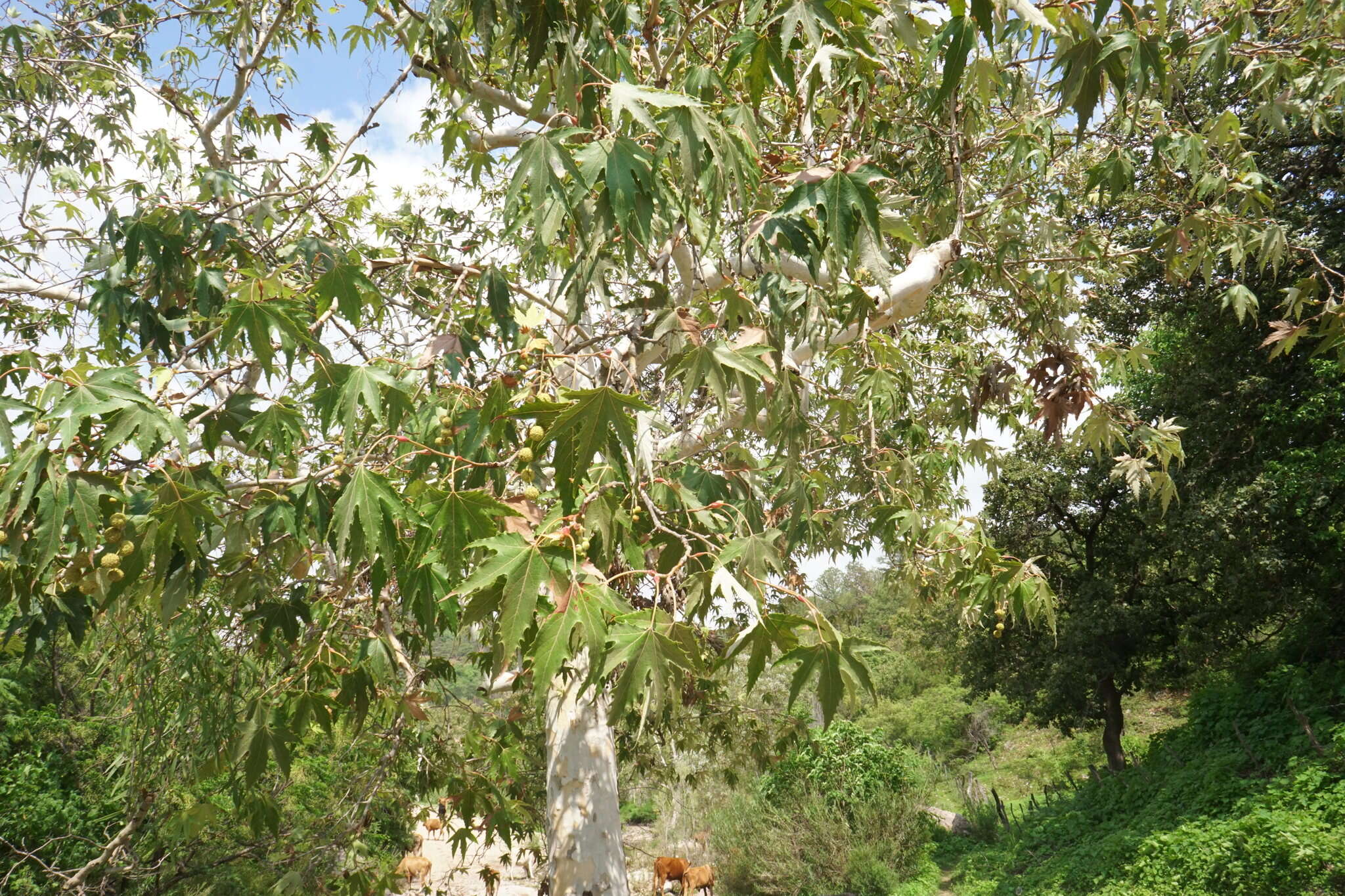 Image of Platanus gentryi Nixon & J. M. Poole