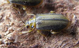 Image of Xanthogaleruca