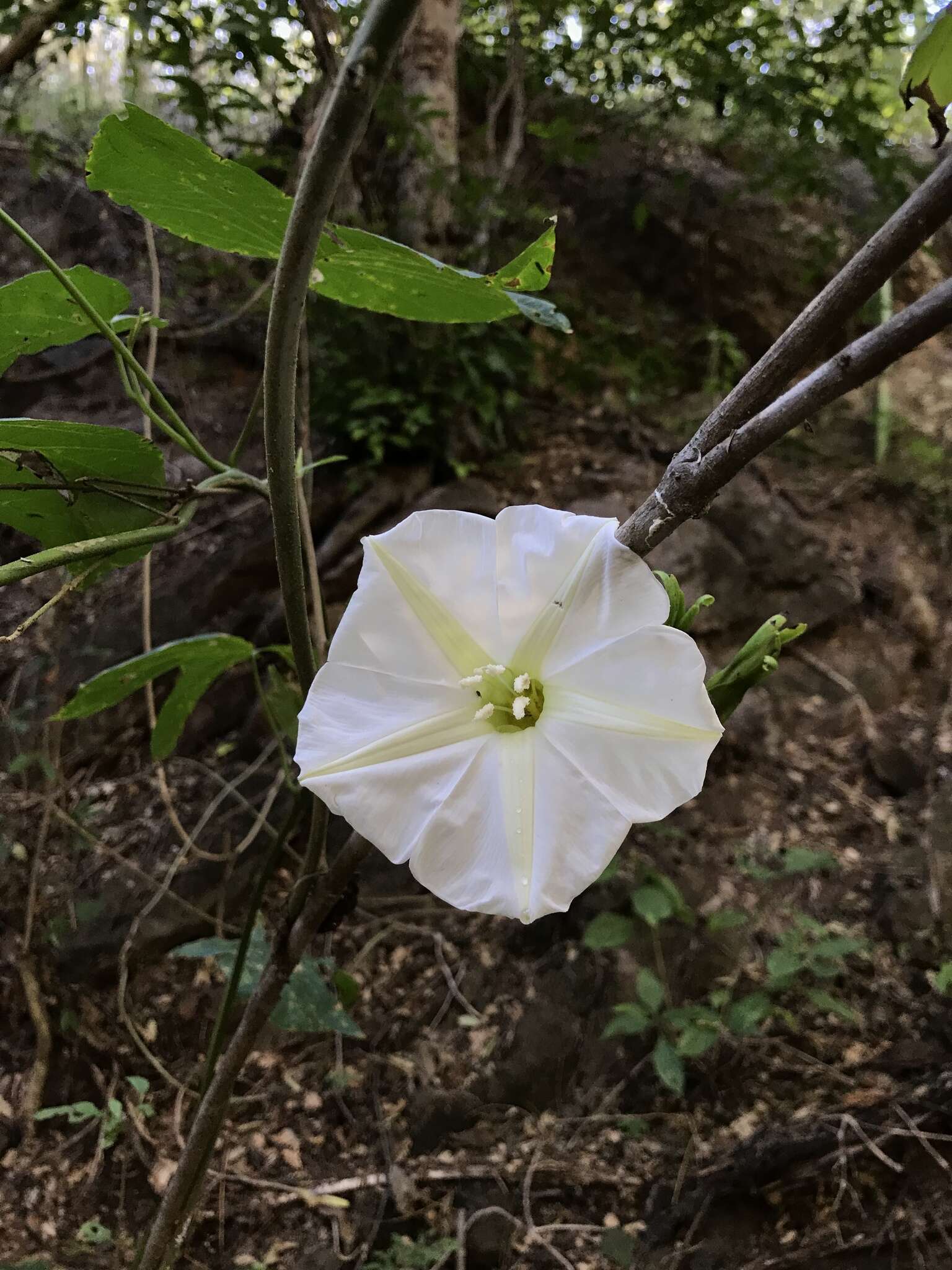 Plancia ëd Ipomoea ampullacea Fern.