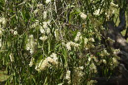 Image de Melaleuca leucadendra (L.) L.