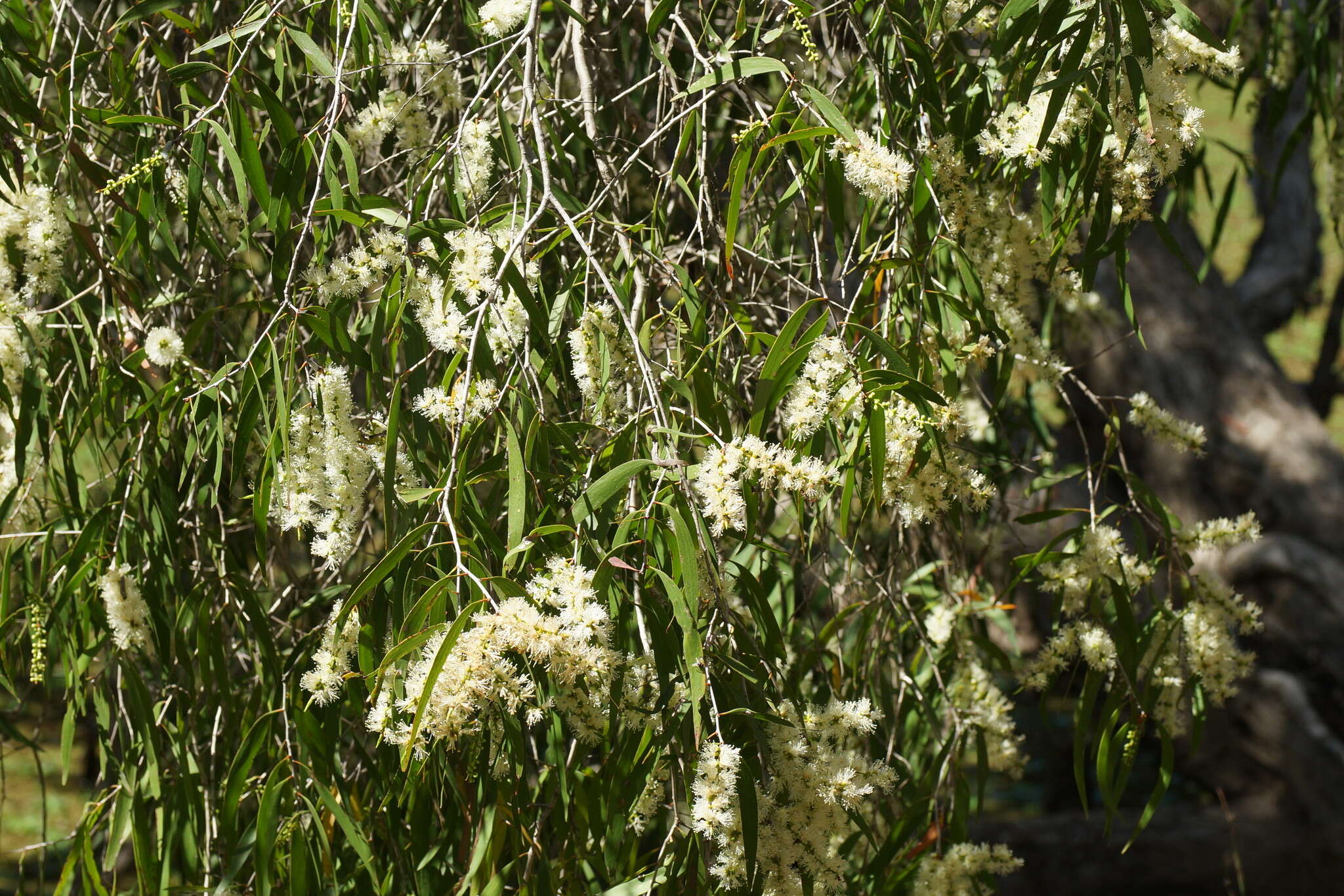 Image of Melaleuca leucadendra (L.) L.