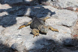 Image of Galapagos Land Iguana