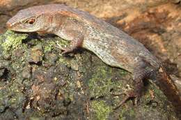 Image of Keel-Bellied Shade Lizard