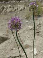 Image of Allium cretaceum N. Friesen & Seregin