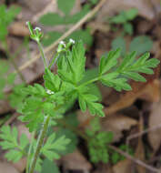 Image of hairyfruit chervil