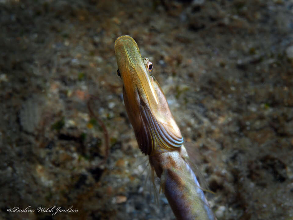 Image of Bluethroat Pikeblenny