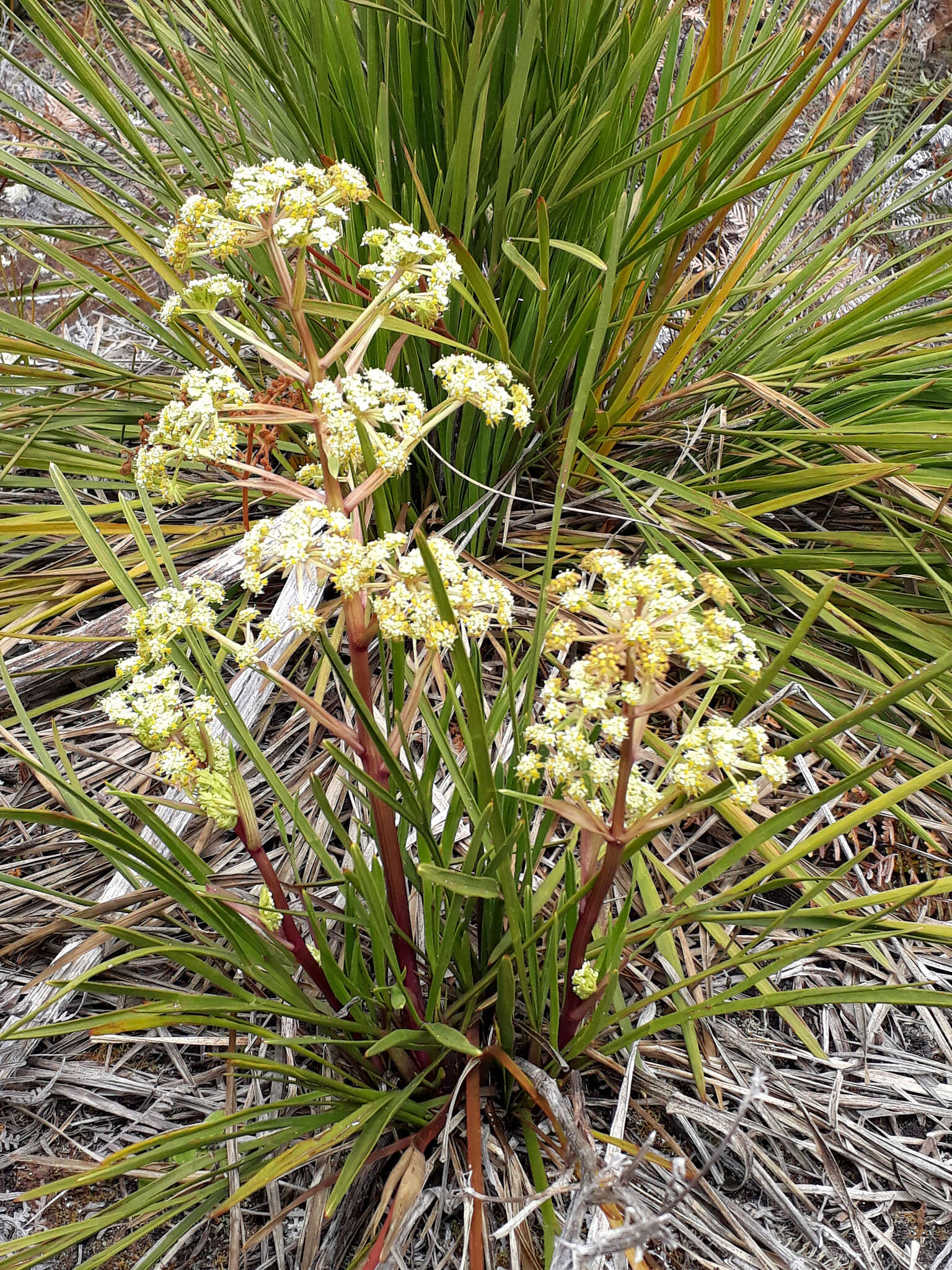 Imagem de Aciphylla traversii F. Müll. ex J. Buch