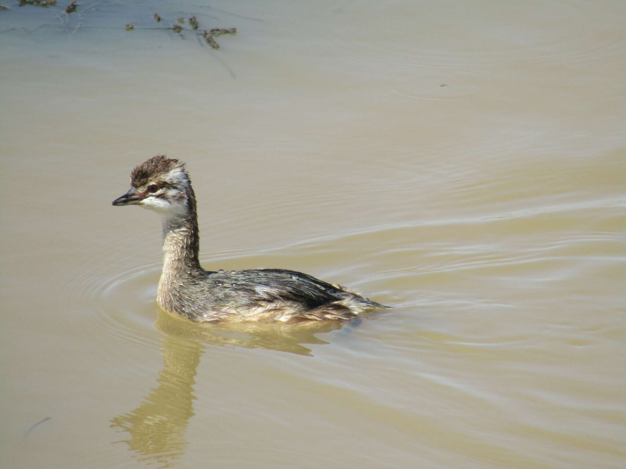 Image of Silvery Grebe