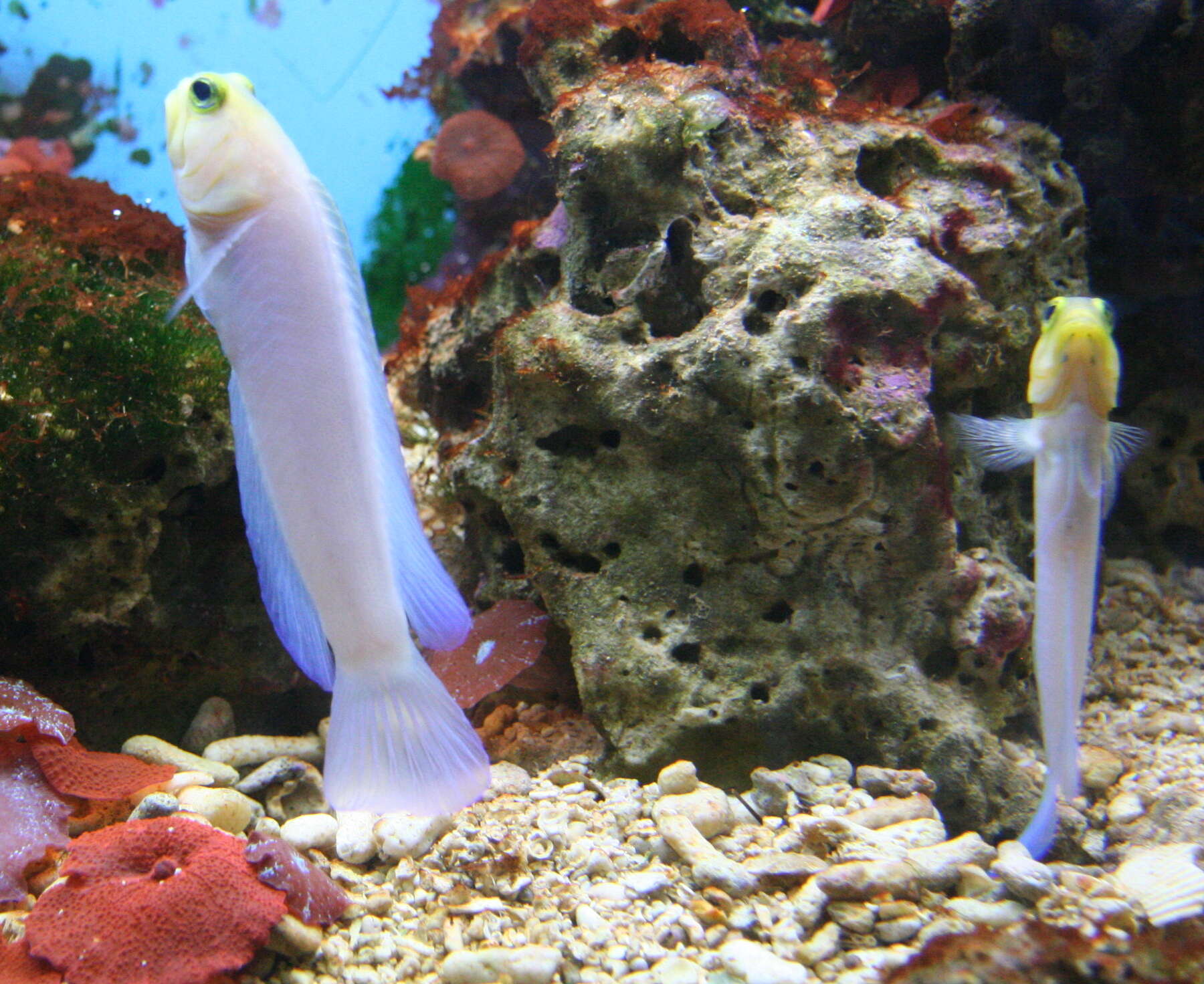 Image of Yellowhead Jawfish