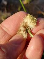 Plancia ëd Calliscirpus brachythrix C. N. Gilmour, J. R. Starr & Naczi