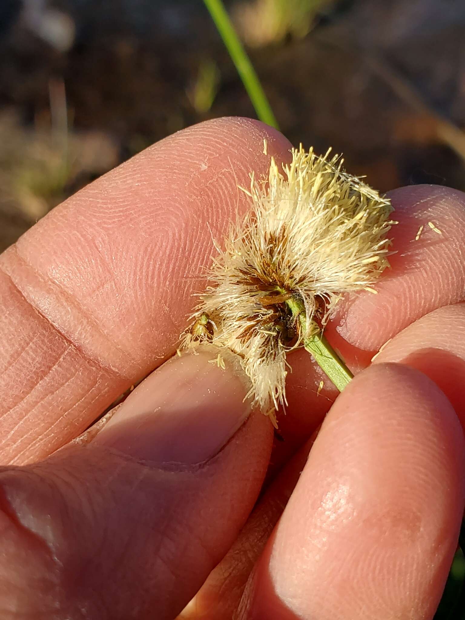 Plancia ëd Calliscirpus brachythrix C. N. Gilmour, J. R. Starr & Naczi