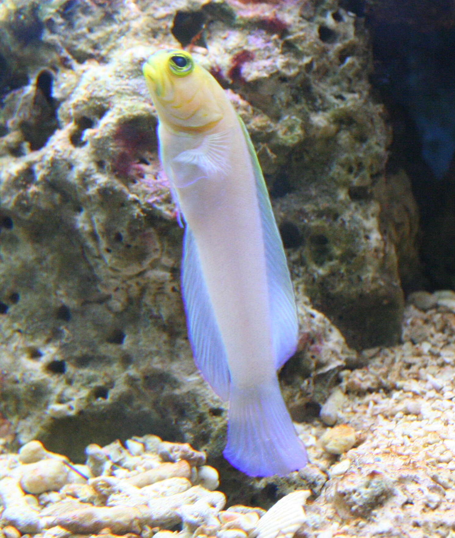 Image of Yellowhead Jawfish