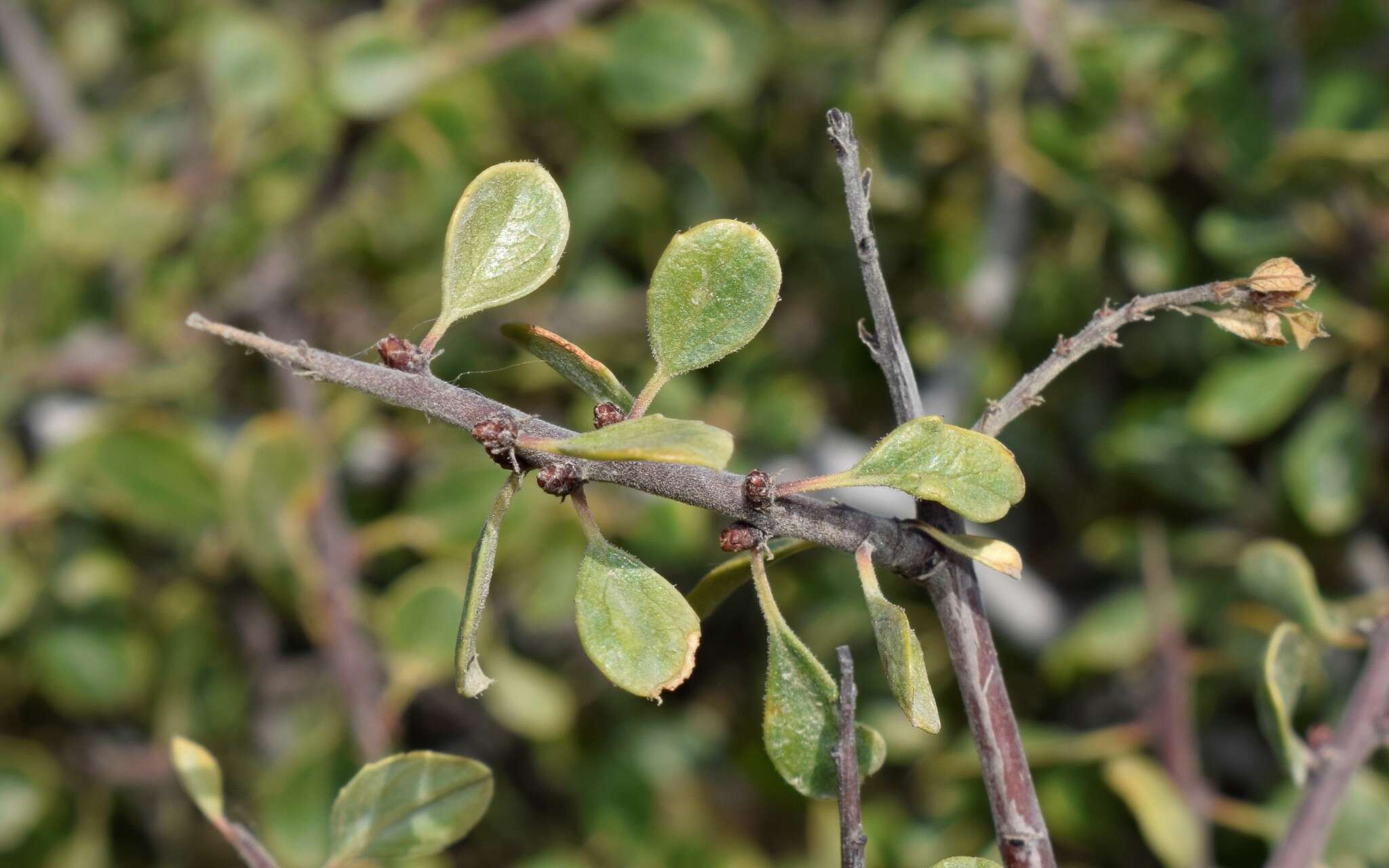 Rhamnus lycioides subsp. graeca (Boiss. & Reuter) Tutin resmi