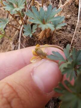 Image de Viola sheltonii Torr.