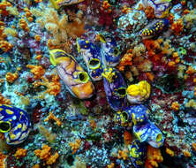 Image of Ox heart ascidian