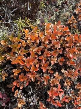 Salix berberifolia subsp. tschuktschorum (A. Skvorts.) Worosch.的圖片