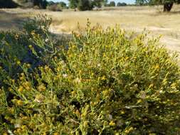 Image of Oregon False Golden-Aster