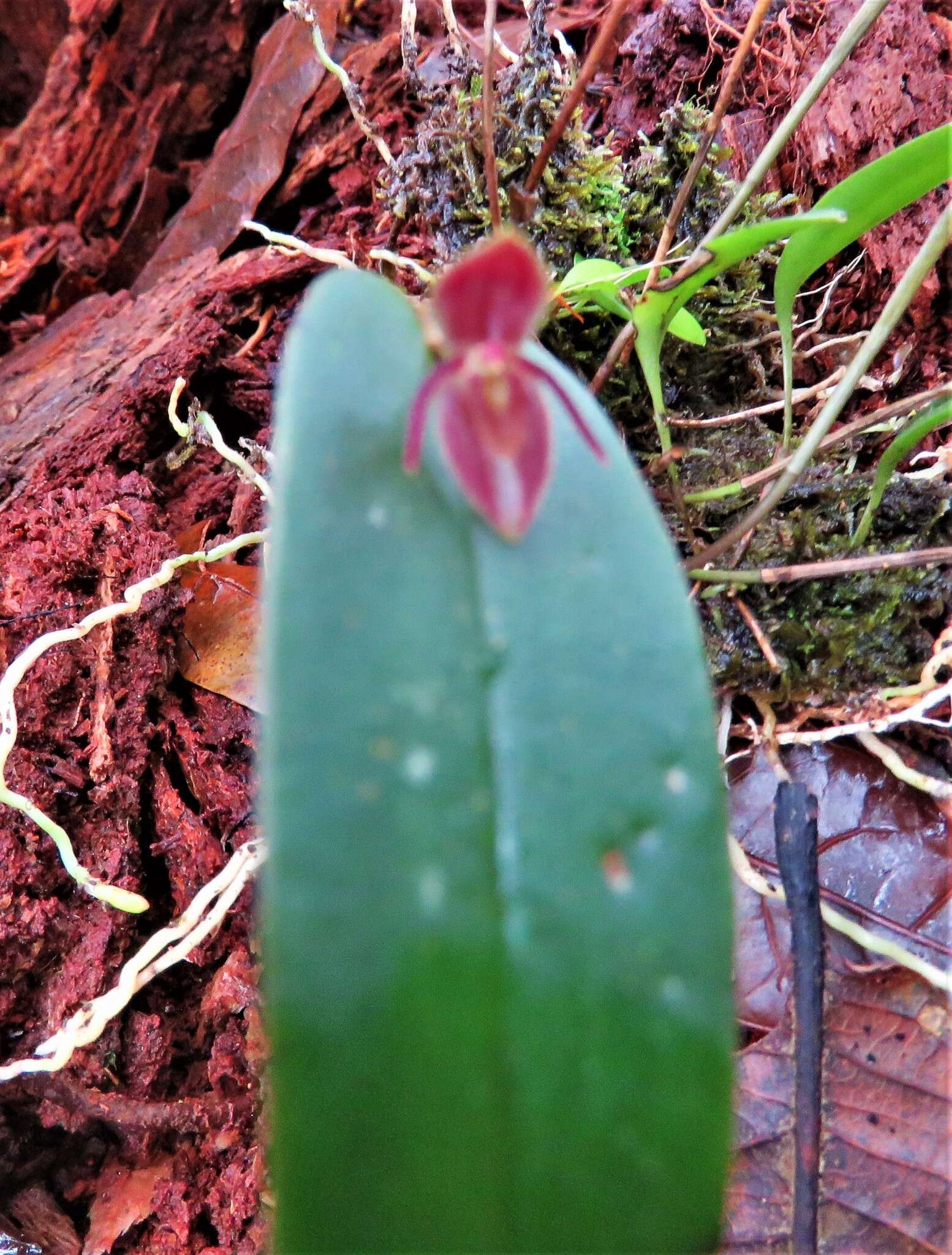 Image of Pleurothallis matudana C. Schweinf.