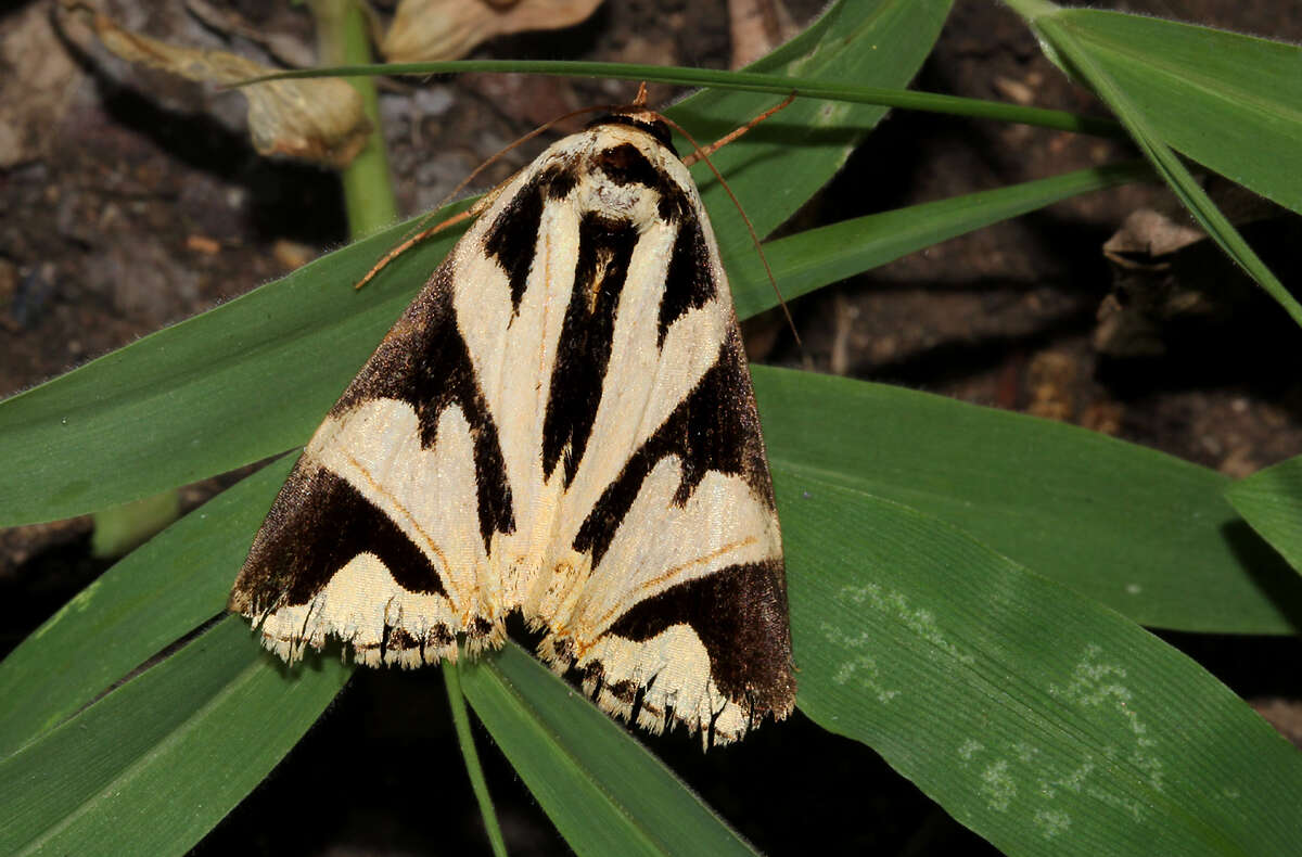 Image of Attatha barlowi Prout 1921