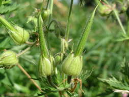 Imagem de Geranium pratense L.