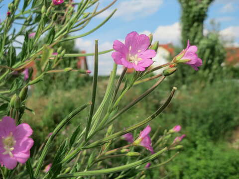 Image of Great Willowherb