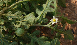 Image of <i>Solanum <i>supinum</i></i> var. supinum