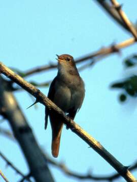 Image of nightingale, common nightingale