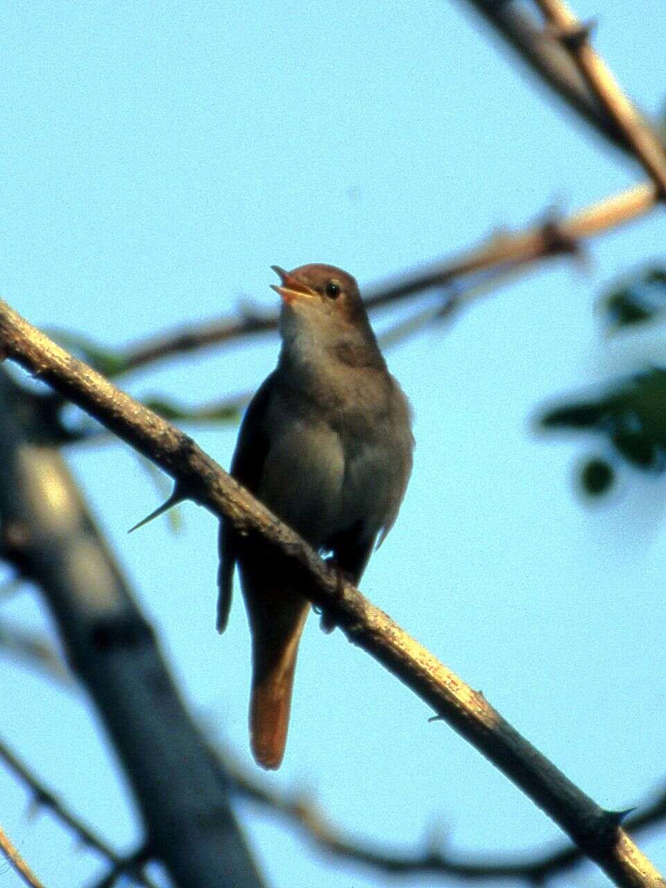 Image of nightingale, common nightingale