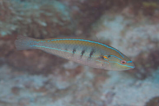 Image of Southern wrasse