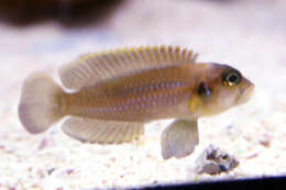 Lamprologus ocellatus (Steindachner 1909) resmi