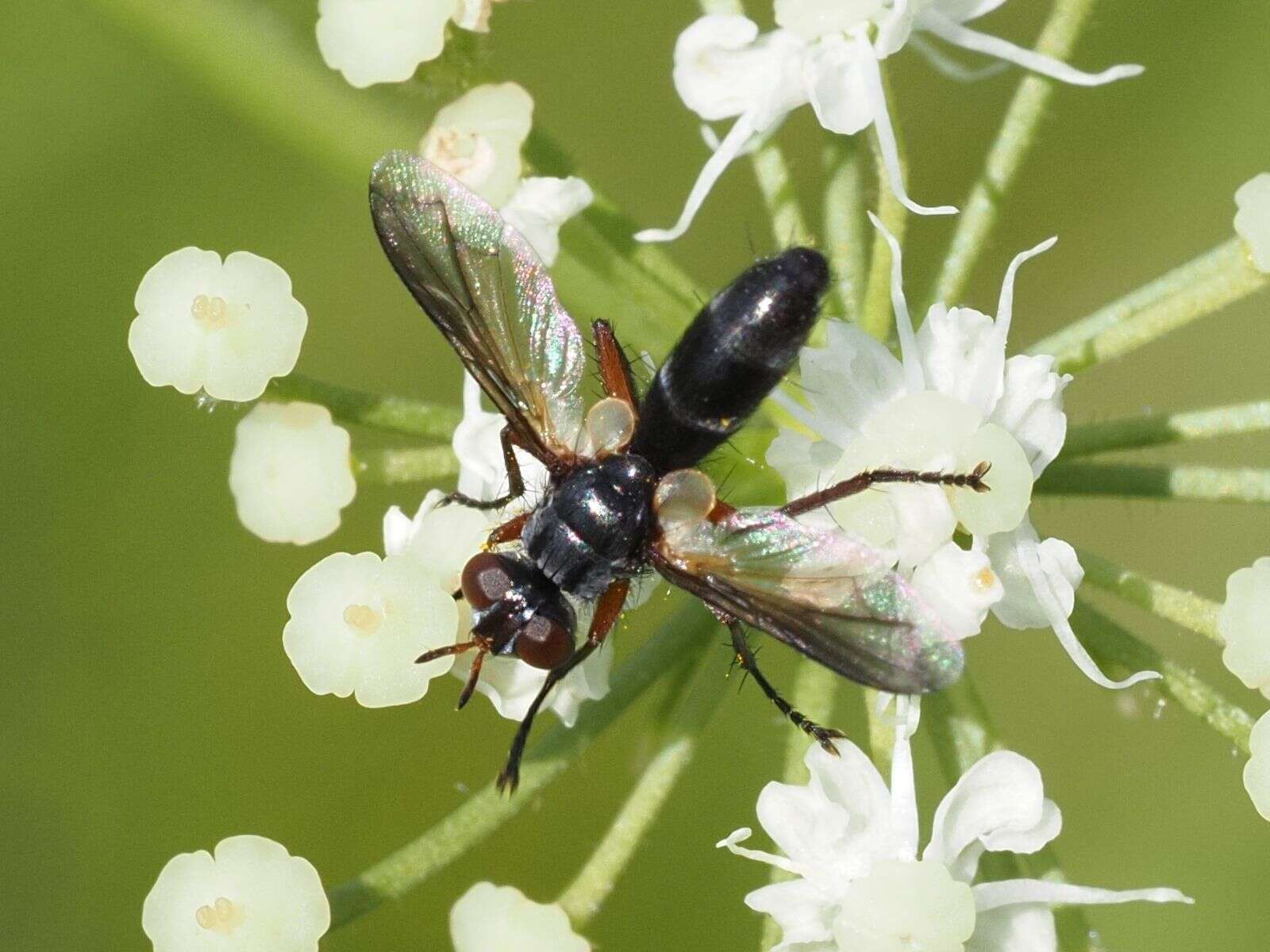 Image of Cylindromyia rufipes (Meigen 1824)