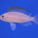 صورة Neolamprologus caudopunctatus (Poll 1978)