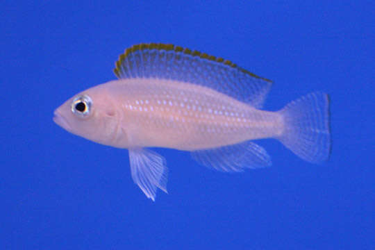 Image of Neolamprologus caudopunctatus (Poll 1978)