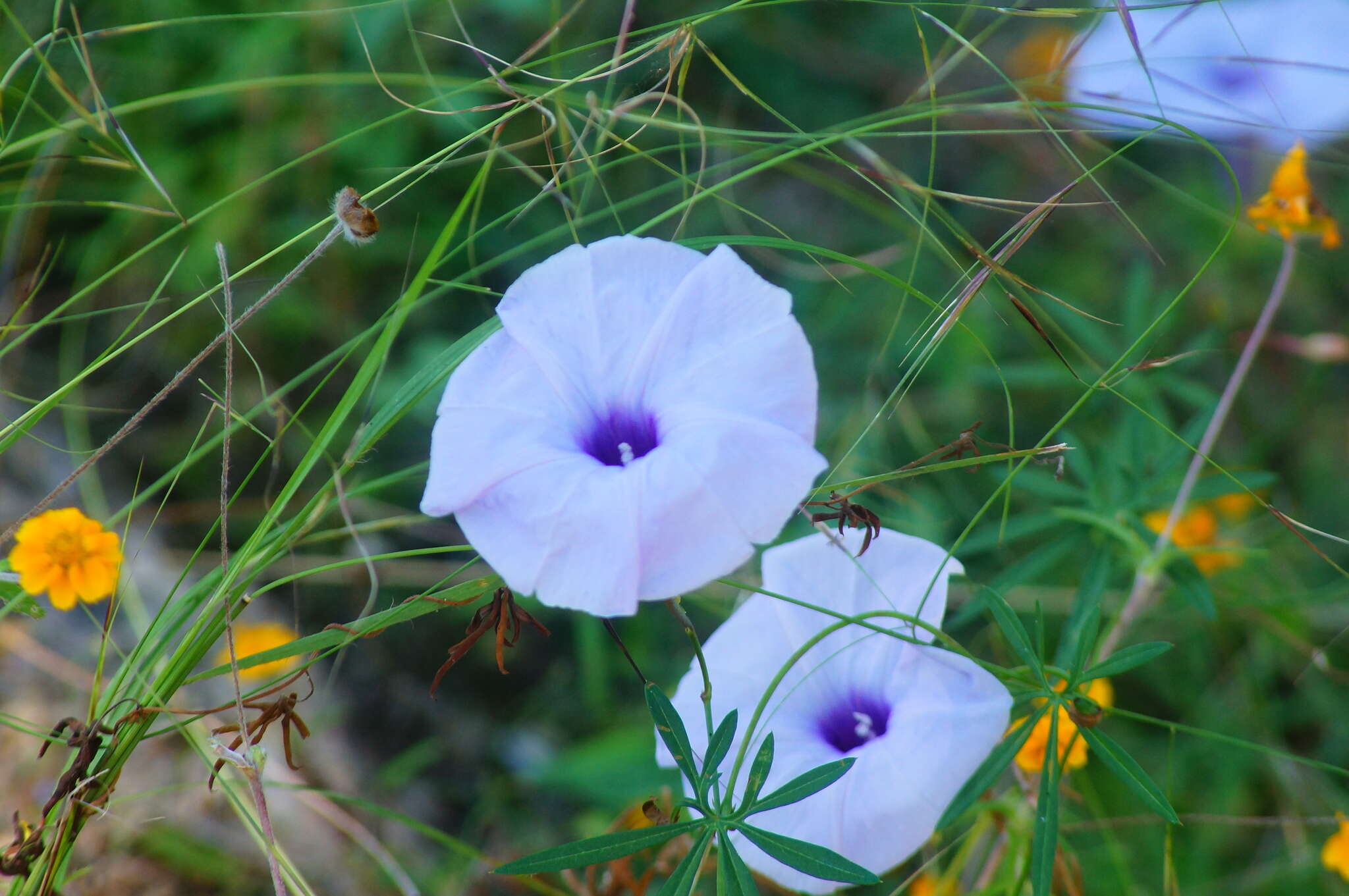 Imagem de Ipomoea ternifolia Cav.