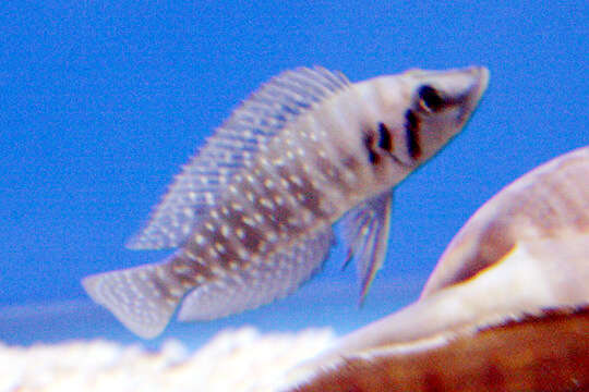 Image of Tanganyika blackfin