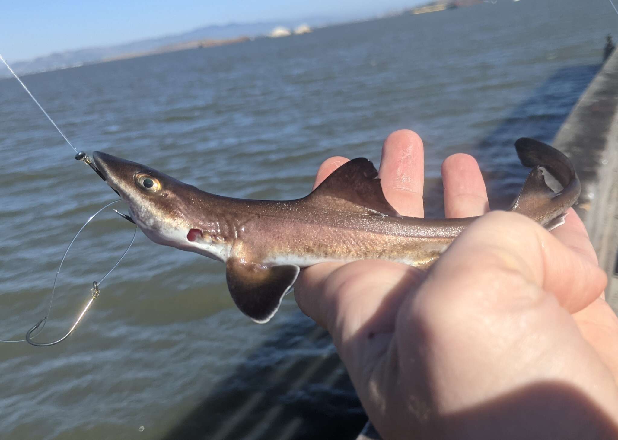 Image of Brown Smoothhound