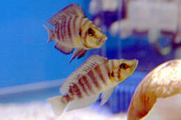 Image of Altolamprologus