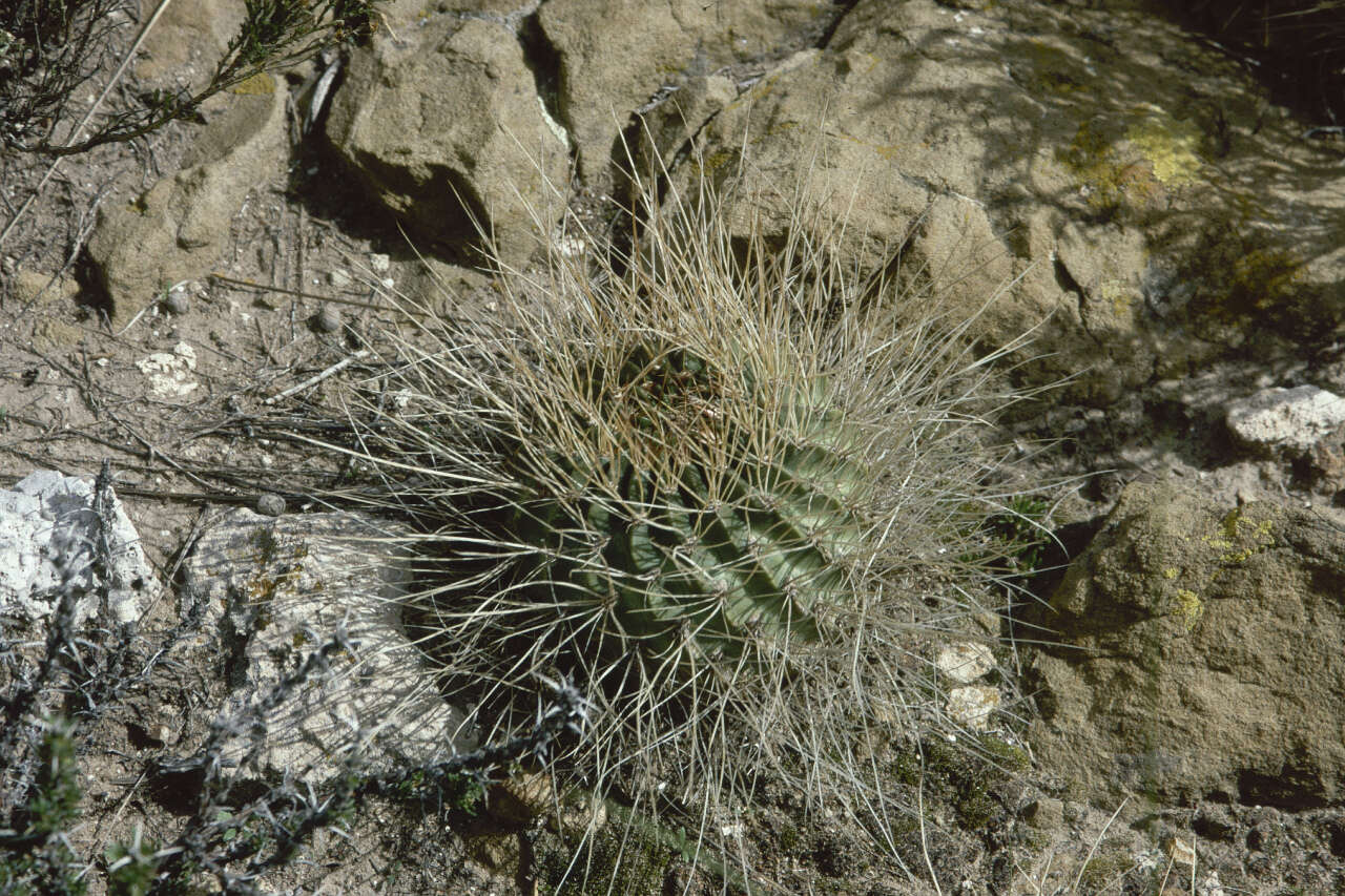 Image of Echinopsis pentlandii (Hook.) Salm-Dyck ex A. Dietr.