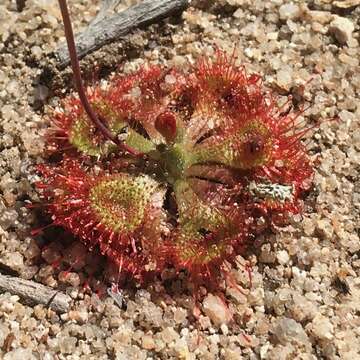 Image of <i>Drosera burmanni</i>